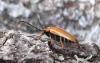 Stictoleptura rubra